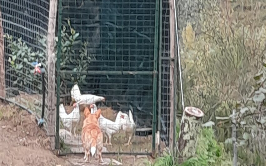 le galline fanno bene ai limoni.jpeg